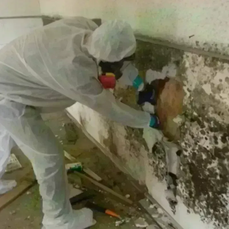 Mold Remediation and Removal in Mason City, IL